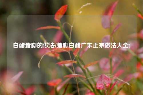 白醋猪脚的做法(猪脚白醋广东正宗做法大全)